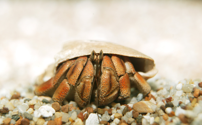 Do Hermit Crabs Hibernate