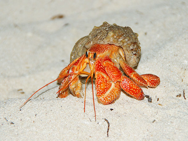 Do Hermit Crabs Make Noise
