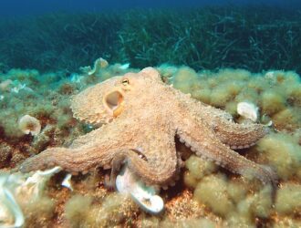 Do Octopuses Change Colors