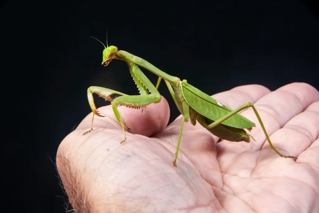 Do Praying Mantises Bite Humans