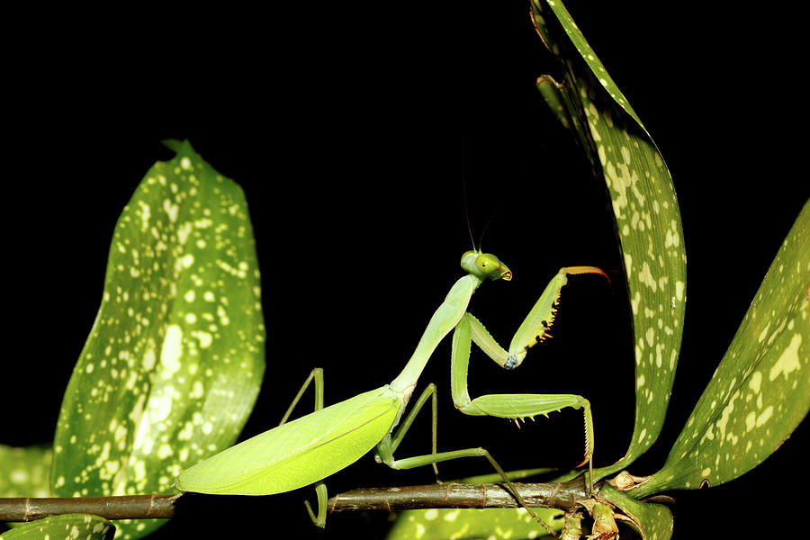 Do Praying Mantises Eat Plants