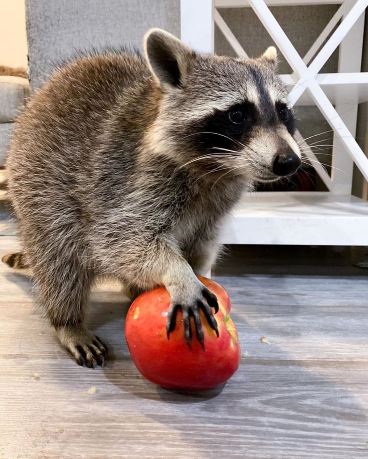 Do Raccoons Eat Apples