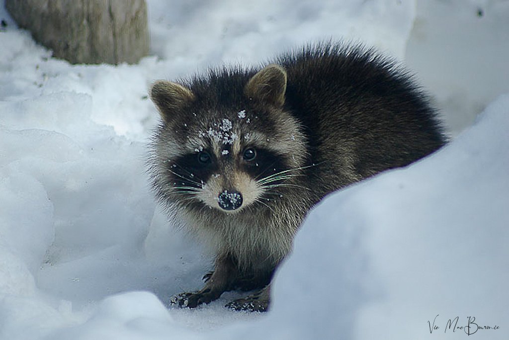 Do Raccoons Hibernate For The Winter