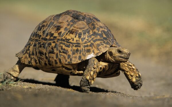 Do Tortoises Have Ears