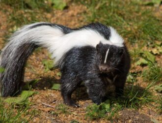 Can You Have Pet Skunks