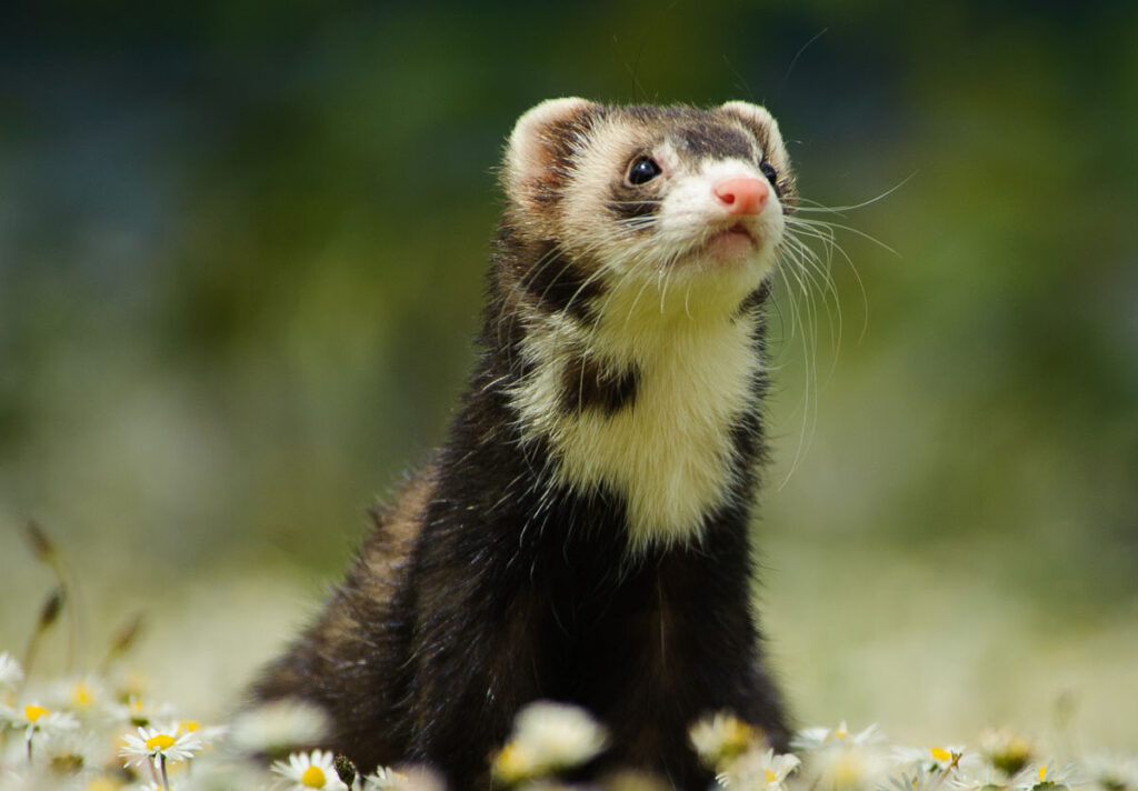 Ferrets