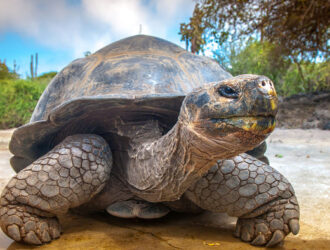 Galapagos Islands Giant Tortoises