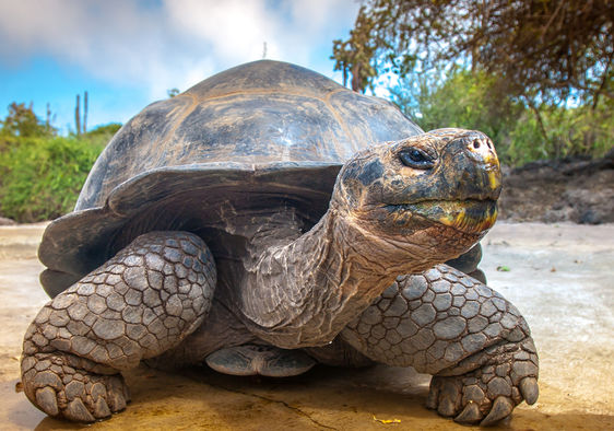 Galapagos Islands Giant Tortoises