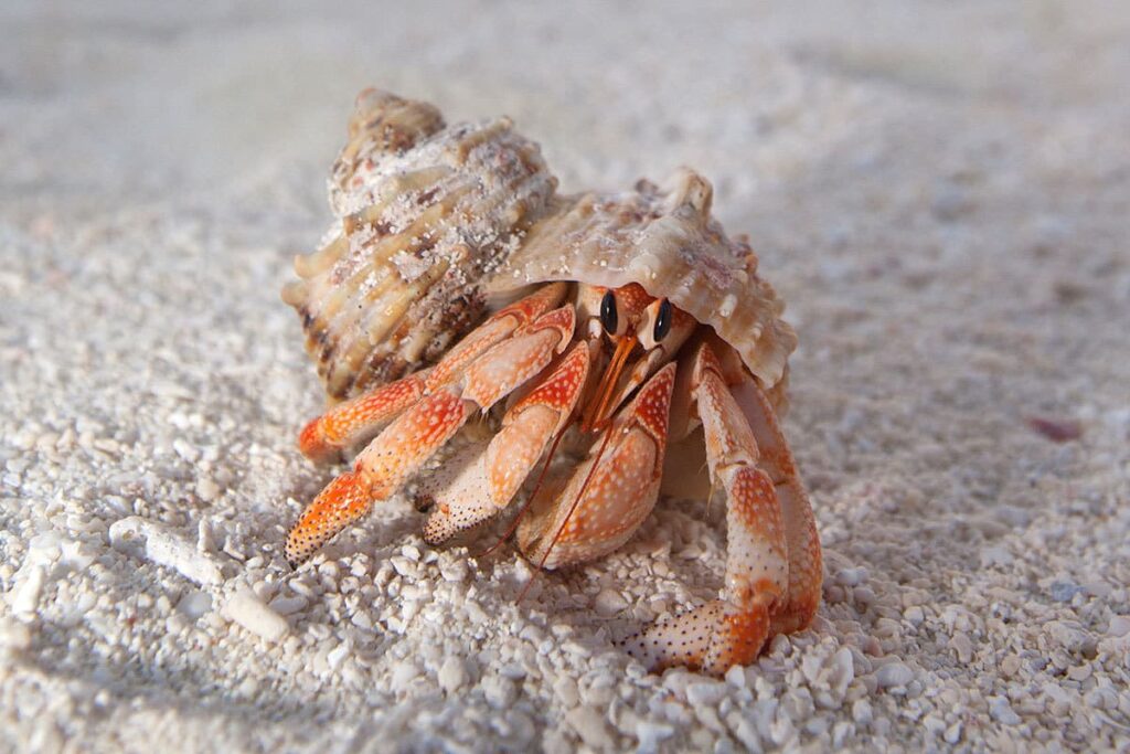 How Long Hermit Crabs Live