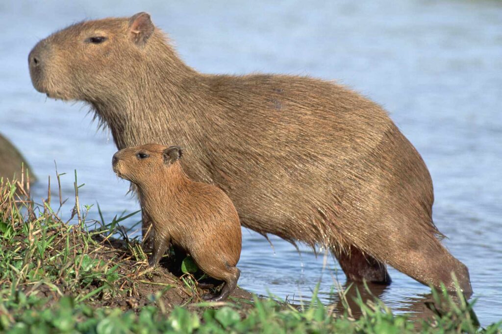 How Big Can Capybaras Get
