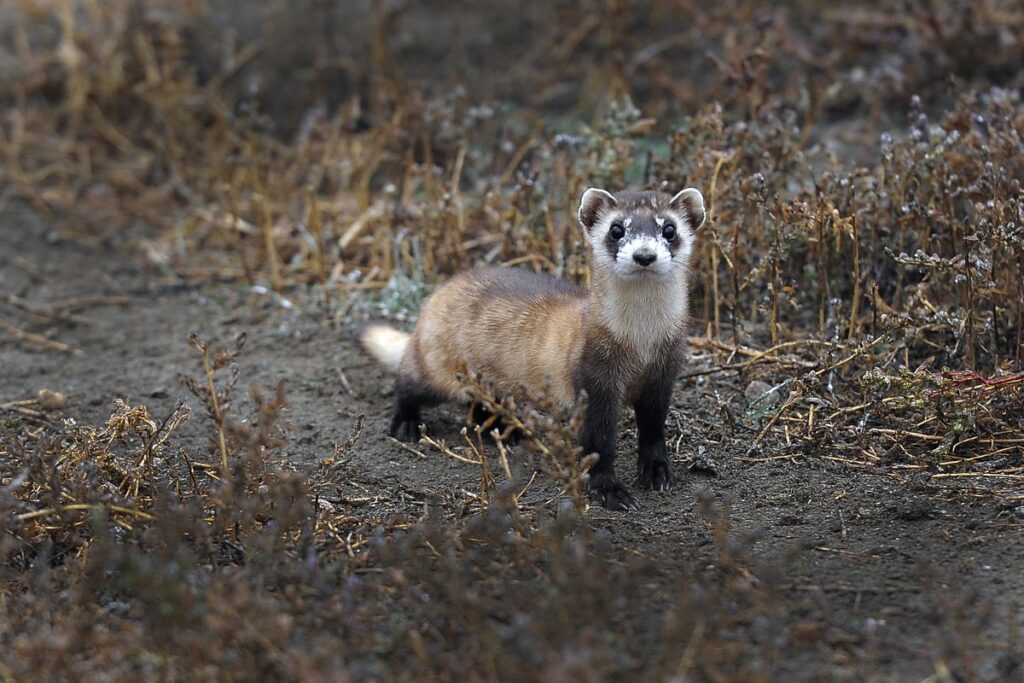 Can Ferrets See In The Dark