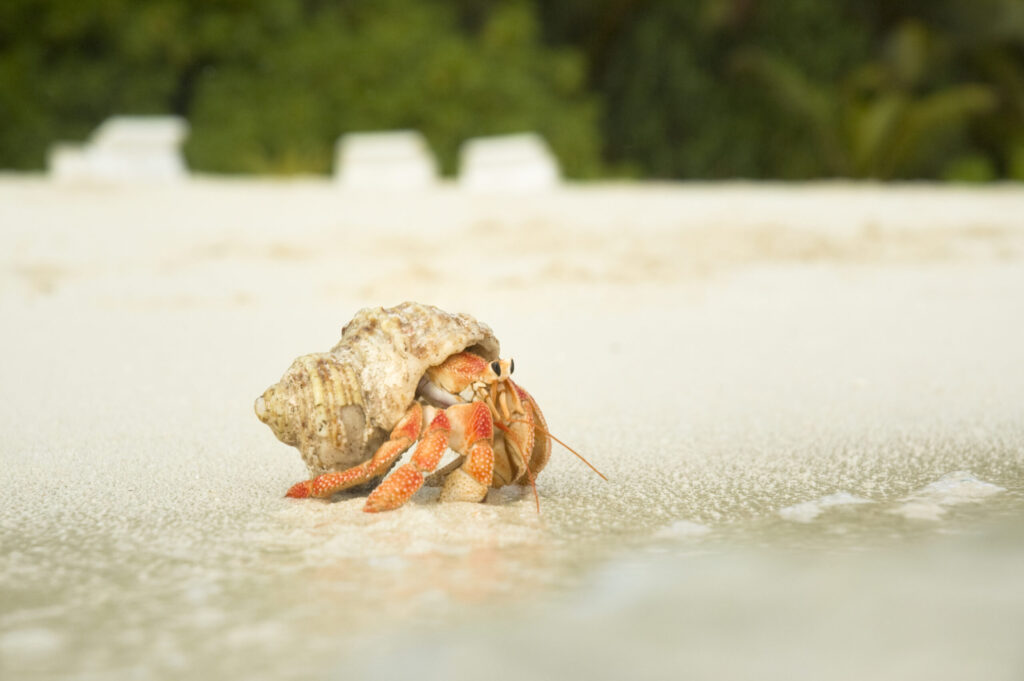 Hermit Crabs