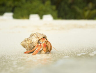 Hermit Crabs