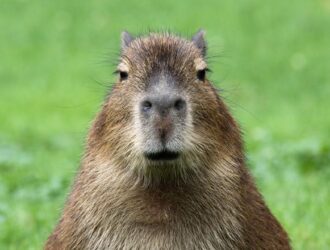 How Big Can Capybaras Get