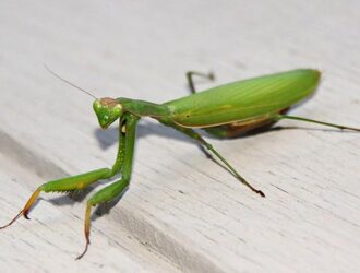 How Big Can Praying Mantises Get