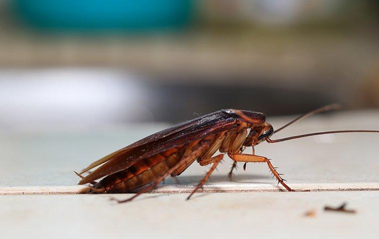 How Do Cockroaches Get Inside