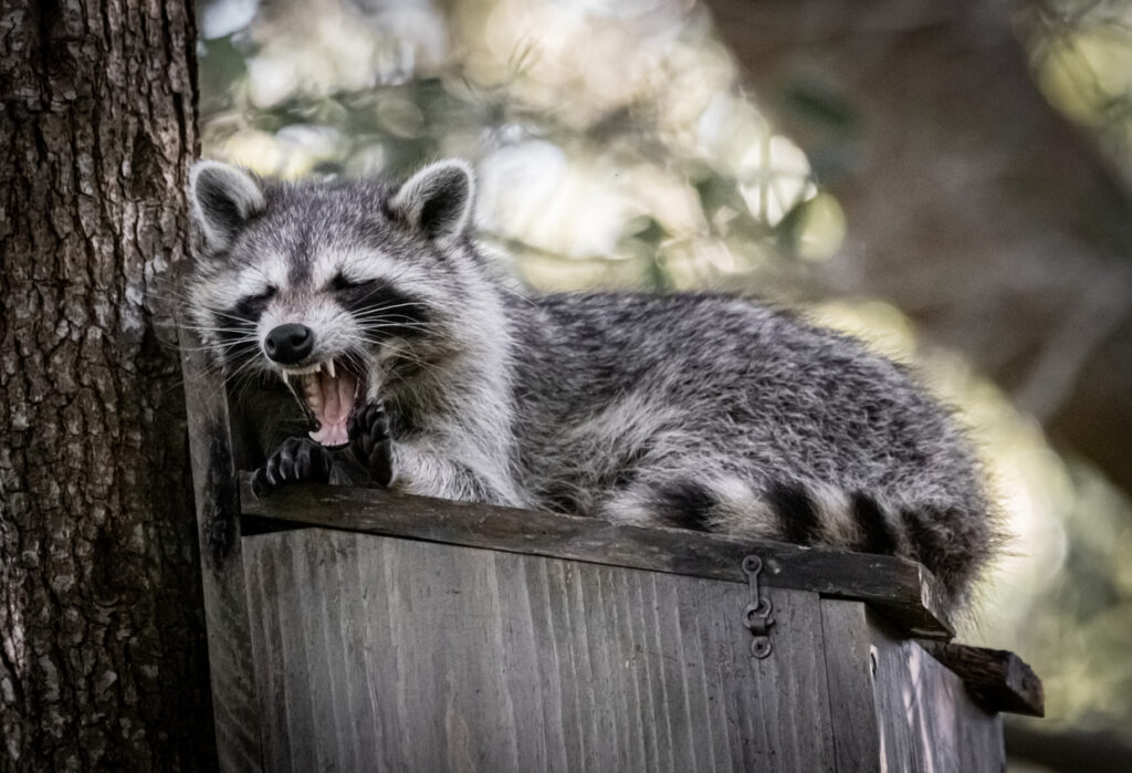 How Do Raccoons Get In Attics