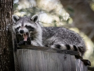 How Do Raccoons Get In Attics