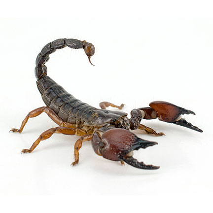 How Do You Kill Scorpions