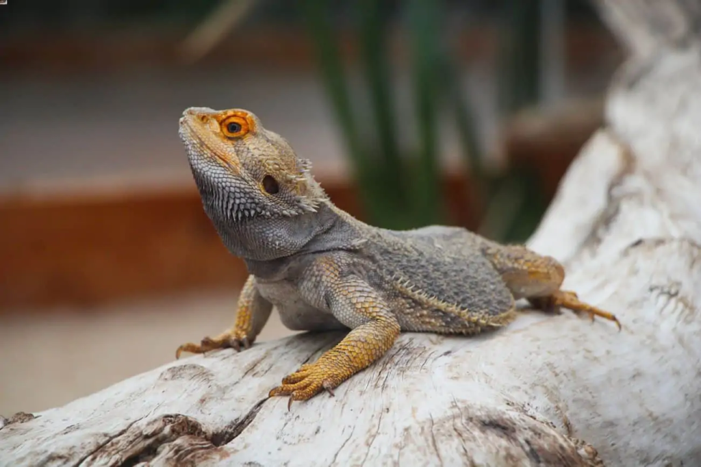 How Long Bearded Dragons Live