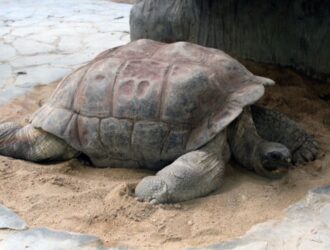 How Long Do Tortoises Sleep