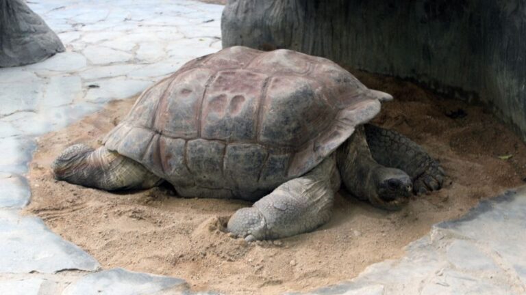 how-long-do-tortoises-sleep