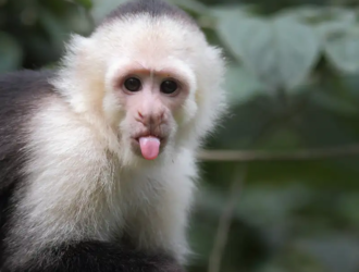 How Long Does Capuchin Monkeys Live