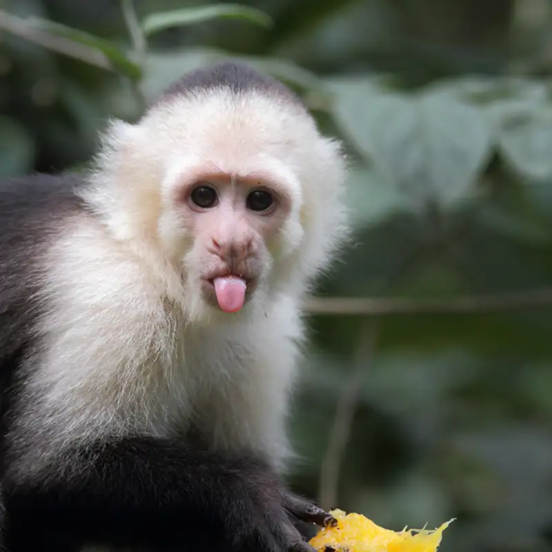 How Long Does Capuchin Monkeys Live