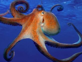 How Many Tentacles Do Octopuses Have