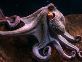 How Many Types Of Octopuses Are There