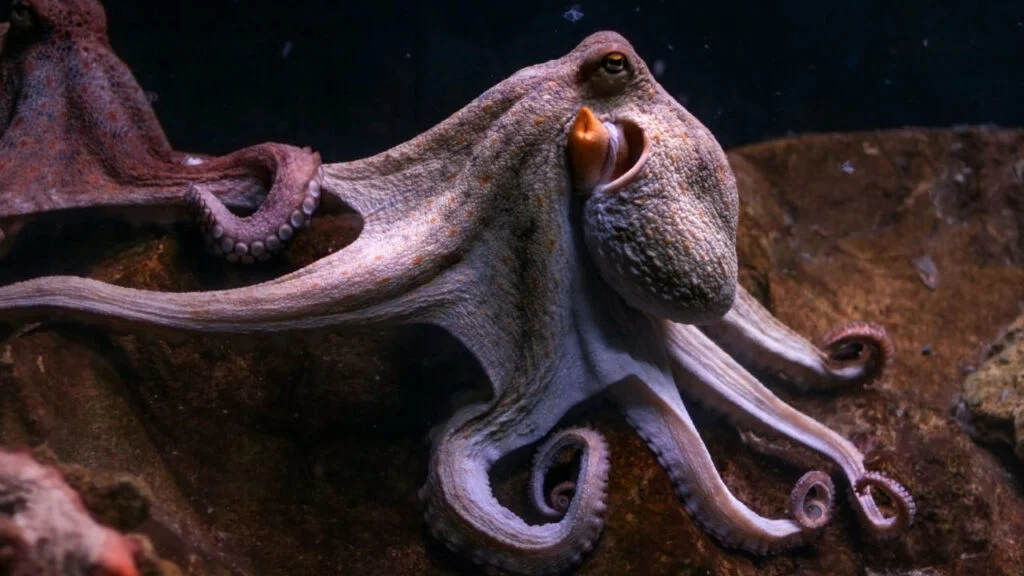 How Many Types Of Octopuses Are There