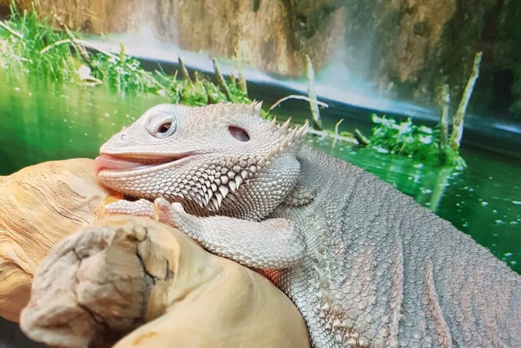 How Often Do Bearded Dragons Drink Water