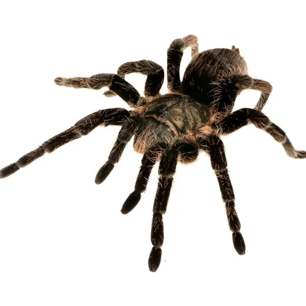 How Often To Feed Tarantulas