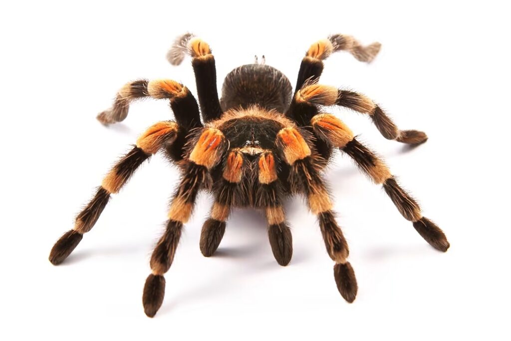 How To Care For Tarantulas