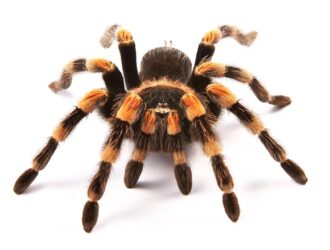 How To Care For Tarantulas