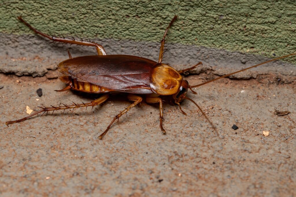 How To Kill Flying Cockroaches