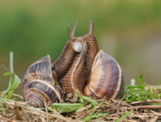 How To Snails Reproduce