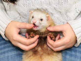 How To Stop Ferrets Biting