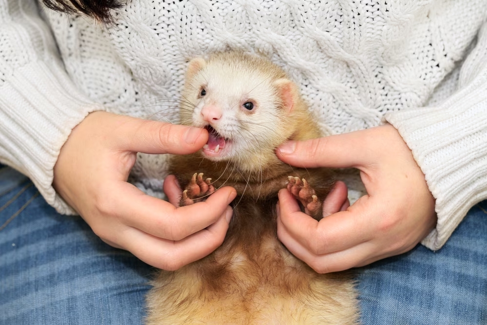 How To Stop Ferrets Biting