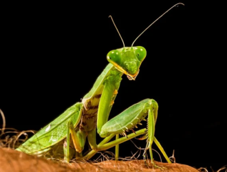 Is Praying Mantis Poisonous