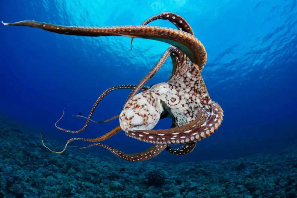 Octopus