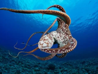 Octopus