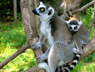 Lemurs Names In Madagascar
