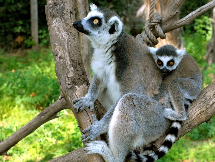 Lemurs Names In Madagascar
