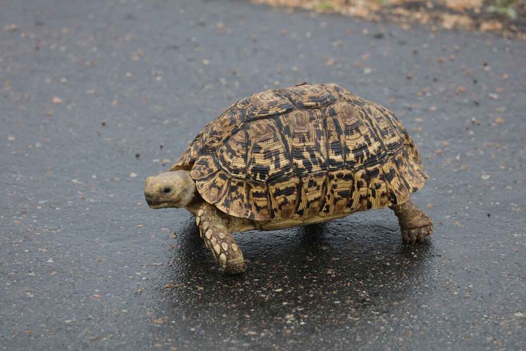 What Tortoises Stay Small