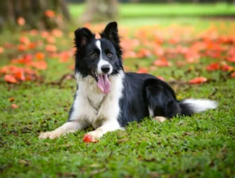 Border Collies In Apartments