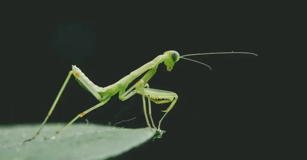 How To Attract Praying Mantises