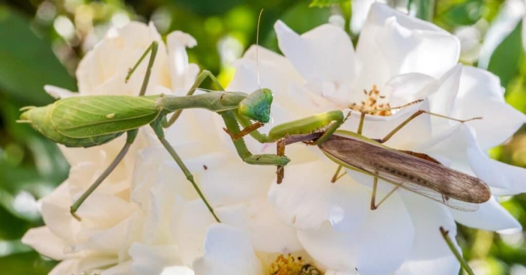 Praying Mantises