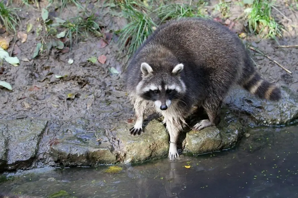 What Do Raccoons In The Wild Eat