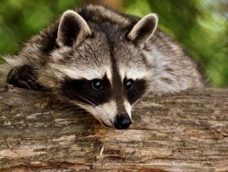 Do Raccoons Like Shiny Things
